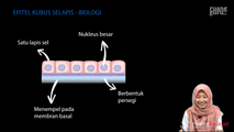 Epitel Kubus Selapis