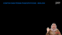 Contoh dan Peran Phaeophyceae