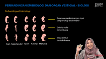 Perbandingan Embriologi dan Vestigial