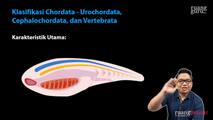 Klasifikasi Chordata - Urochordata, Cephalochordata, dan Vertebrata