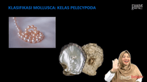 Klasifikasi Mollusca - Pelecypoda