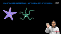 Klasifikasi Echinodermata - Asteroidea dan Ophiuroidea