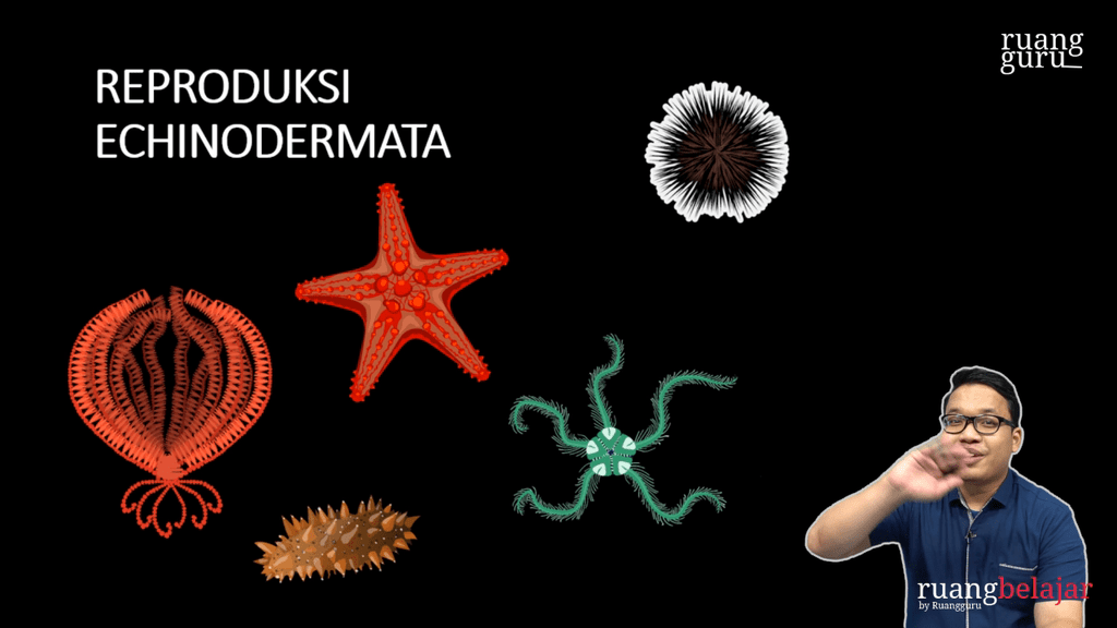 Video Belajar Reproduksi Echinodermata Biologi Untuk Kelas 10 Ipa