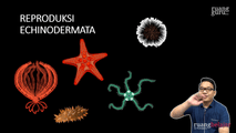 Reproduksi Echinodermata