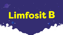 Limfosit B