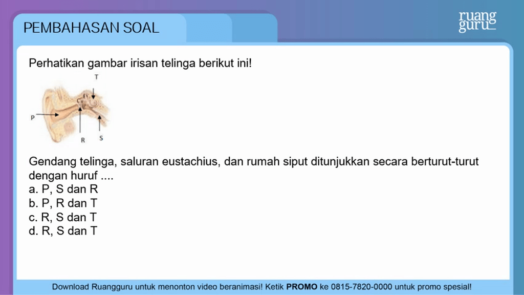 Perhatikan Gambar Irisan Telinga Berikut Ini Gendang Telinga Saluran Perhatikan gambar irisan telinga berikut ini! ...