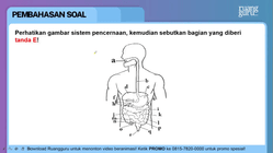 Pembahasan