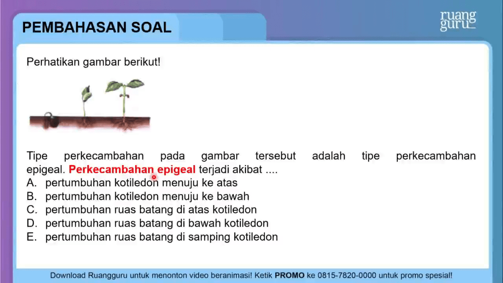 Pola Perkecambahan Seperti Pada Gambar Berikut Terjadi Peristiwa Perhatikan gambar berikut! Tipe perkecambaha...