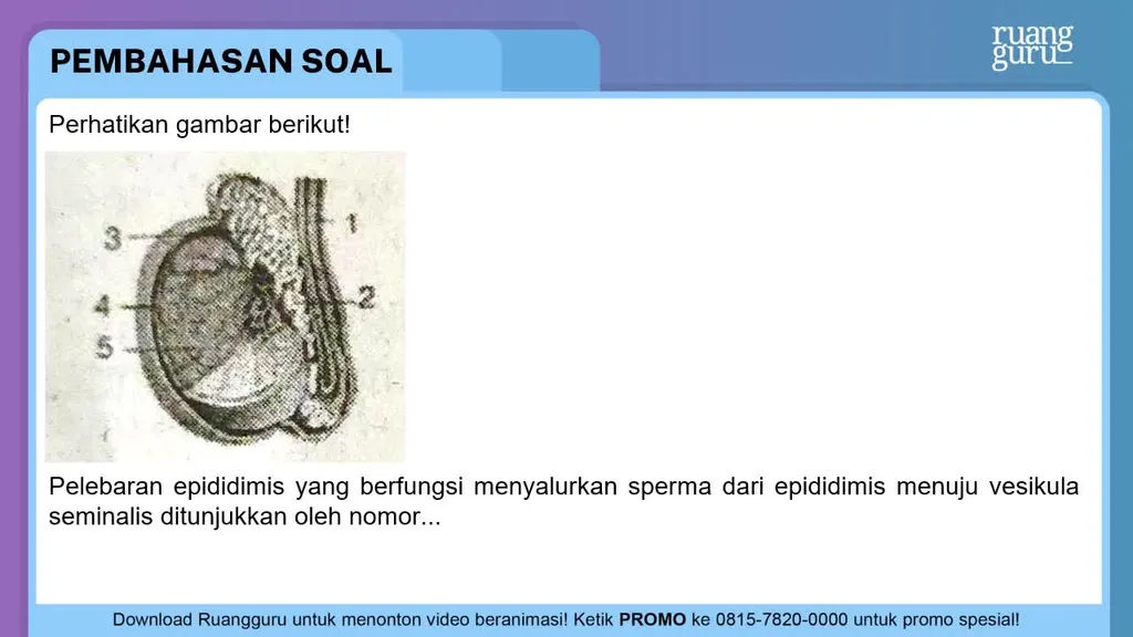 Mengapa Gangguan Pada Duktus Epididimis Dapat Menimbulkan Kemandulan qi6UI-GOBEHawM