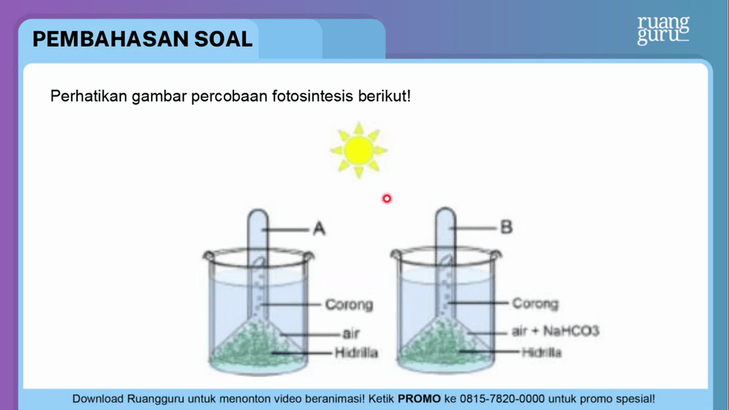 Perhatikan Gambar Percobaan Fotosintesis Berikut!