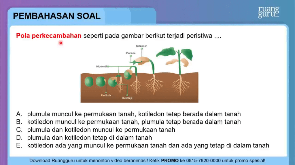 Pola Perkecambahan Seperti Pada Gambar Berikut Terjadi Peristiwa Pola Perkecambahan Seperti Pada Gambar Berikut Terjadi Peristiwa