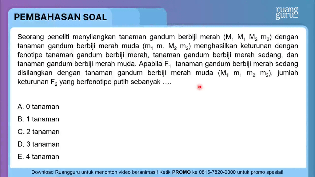 Seorang Peneliti Menyilangkan Tanaman Gandum Berbi...