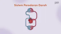 Sistem Peredaran Darah dan Komponen Darah