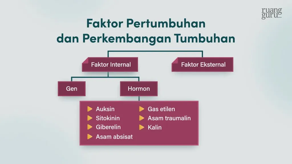 Video Belajar Faktor Eksternal Biologi Untuk Kelas 12 IPA