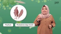 Reproduksi Rhodophyta I