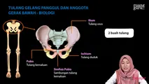 Tulang Gelang Panggul dan Anggota Gerak Bawah