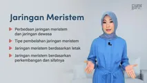 Jaringan Meristem