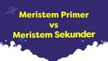 Meristem Primer vs Meristem Sekunder