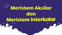 Meristem Aksilar dan Meristem Interkalar