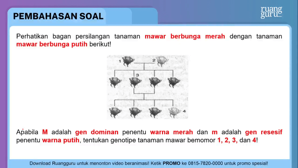 Perhatikan Bagan Persilangan Tanaman Mawar Berbung...