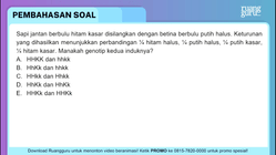 Sapi jantan berbulu hitam kasar disilangkan dengan...